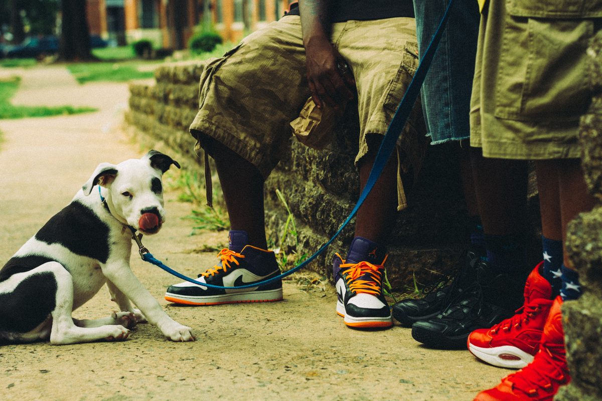 A puppy on a blue leash sitting at the feet of a group in bright sneakers on a summer pavement.